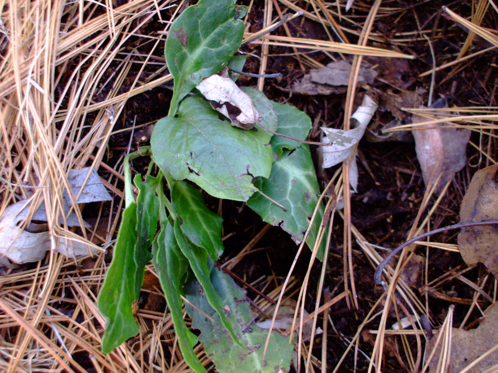 Pyrola picta